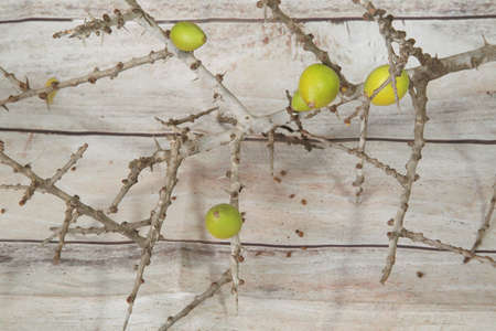 Fruits (nuts) of Argan tree - Argania spinosa. Close up. Ðn the branch.の写真素材