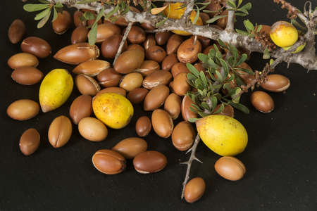 Fruits - nuts of Argan tree (Argania spinosa) on the branch. Black background, Close upの写真素材