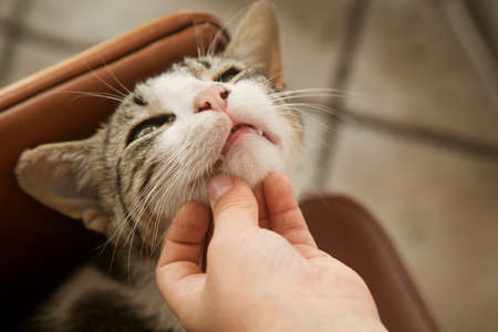 the street cat is scratched and caressed, he smiles