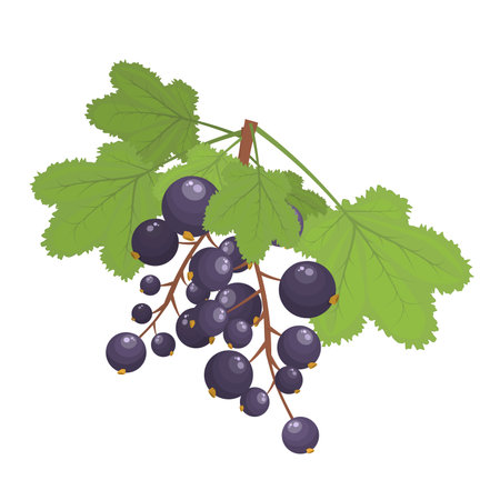 vector illustration of blackcurrant branches with berries and leaves isolated on a white backgroundのイラスト素材