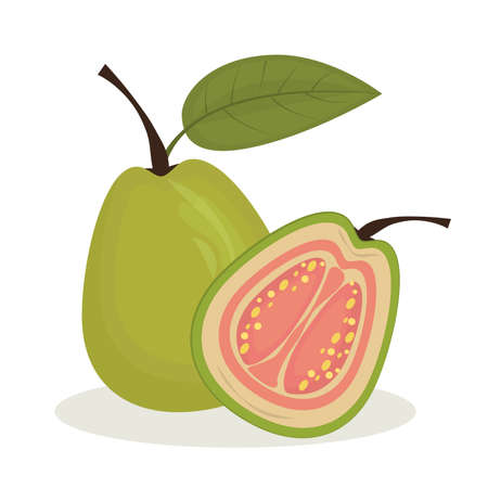 vector illustration of guavas isolated on a white backgroundのイラスト素材