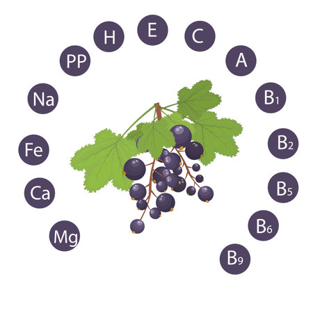 vector illustration of black currant with an indication of the vitamin and minerals contained in it. Healthy Food Conceptのイラスト素材