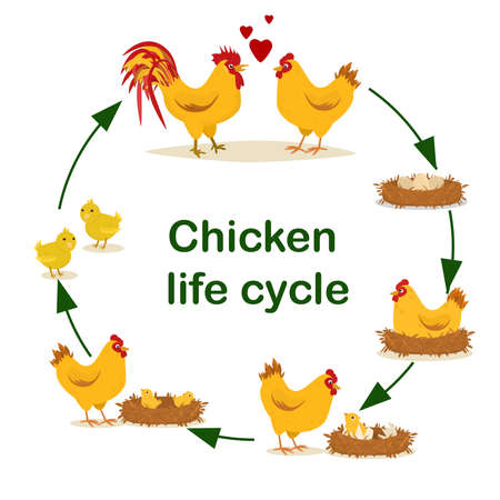 educational vector illustration on the topic of Chicken life cycle. From egg to adult chicken.Isolated on a white backgroundのイラスト素材