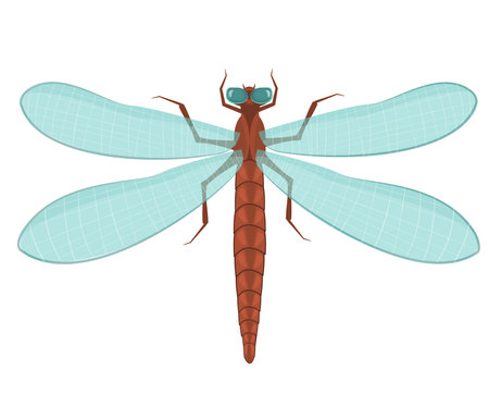 vector illustration of a dragonfly with blue translucent wings isolated on a white backgroundのイラスト素材