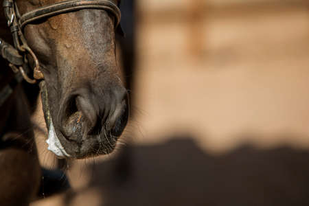 horse muzzle close-up view from bottom to top, soft focus.の写真素材