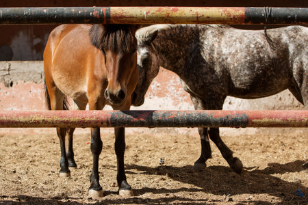 photo of ponies standing in a paddock in a stable