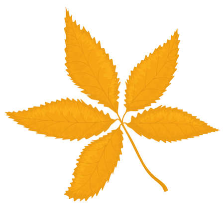 vector illustration of an autumn leaf isolated on a white backgroundのイラスト素材