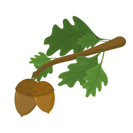 vector illustration of an oak branch with leaves and acorns isolated on a white backgroundのイラスト素材