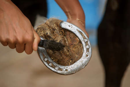 a close-up photo of a horses hoof in his hand during cleaningの写真素材