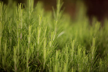 green rosemary Bush close-up, backgroundの写真素材