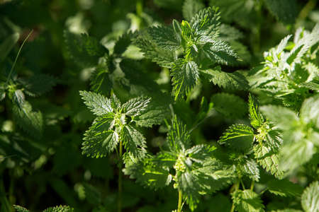 Sunny photo of nettles. selective focusの写真素材