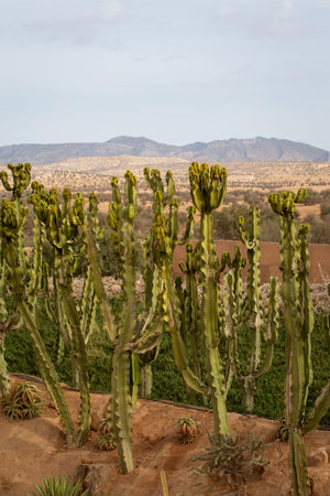photo of growing tall cacti against the background of mountains, Morocco