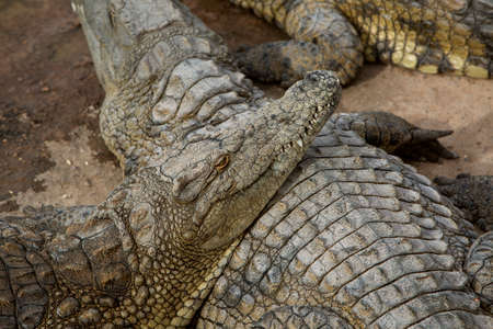 photo of crocodiles lying on rocks near a pond. Reptile and predatorの写真素材