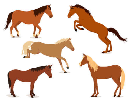 A set of vector illustrations with horses in different poses, isolated on a white background. The theme of equestrian sports and pets on the farmのイラスト素材