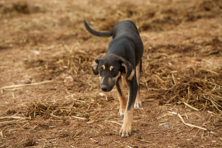 photo of a stray dog looking into the camera