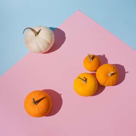 Group of colorful pumpkins against pink and pastel blue background. Minimal thanksgiving halloween conceptの写真素材