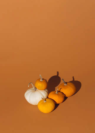 Colorful Halloween. Autumn pumpkins against brown background in sunlight. Modern minimal thanksgiving concept.の写真素材