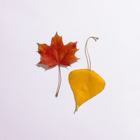 Autumn leaves against white background on table. Minimal flat lay nature conceptの写真素材