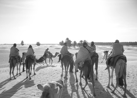 People move on camels in the desert at sunset. Black and whiteの写真素材
