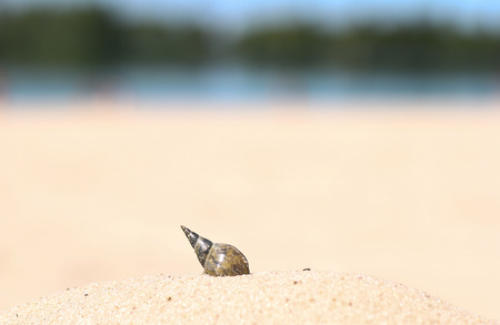 shell in the sand on the beach. Summer.の写真素材