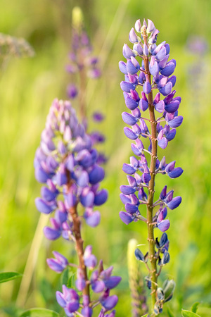 Inflorescence of lupine close-up. The background is blurred. Vertical.の写真素材