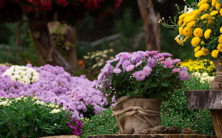 A bouquet of beautiful chrysanthemum flowers outdoors. Chrysanthemums in the garden.の写真素材