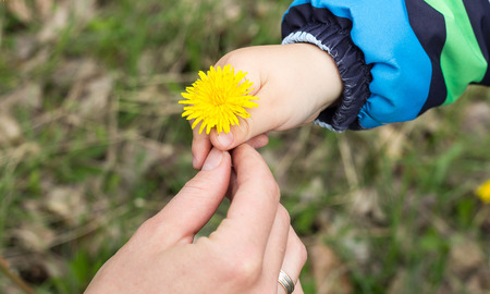 child gives his mother a dandelion outside the room. Spring time. Close-up.の写真素材