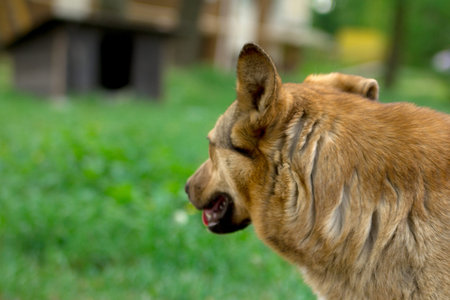 Red street lonely dog. Sad street dog with a stamp on the ear.の写真素材