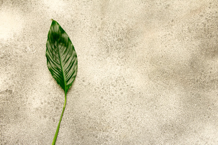 Flat-lay of tropical tree green leaves over black  background, top view, wide composition, copy space, travel conceptの写真素材