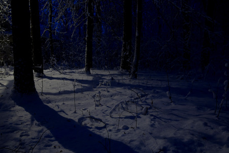 Beautiful snow forest at night. Illumination in the snowy forest in winter.の写真素材