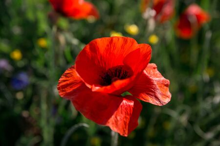 Red poppy flowers in the field. Blooming field with poppies and cornflowers.の写真素材