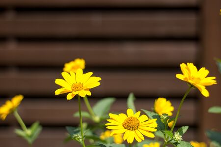 Marigold flowers on a background of a fence in a sunny summer day, rustic style, outdoors.の写真素材