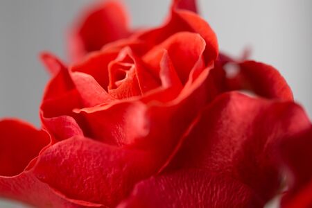red rose petals close-up, macro. Vintage style imageの写真素材