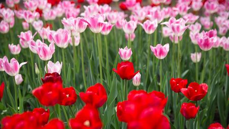 Field of blooming tulips. Pink and red tulips in the spring.の写真素材