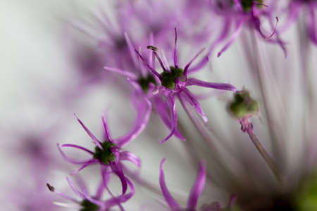 flower macro shot. Botanical concept - soft focus, abstract floral background. Flowers blurred texture.の写真素材