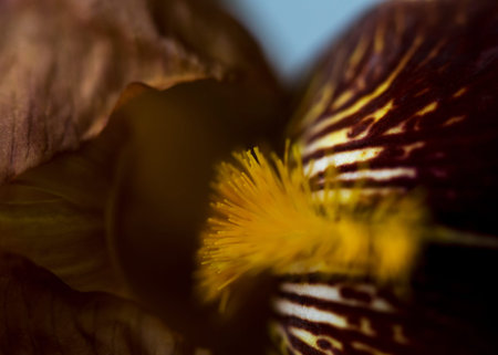 flower allium abstract macro shot. Flowers blurred texture.