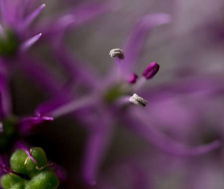 flower allium abstract macro shot. Flowers blurred texture.の写真素材