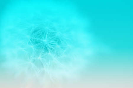 dandelion flowers with flying feathers on turquoise background. Macro with soft focus.の写真素材
