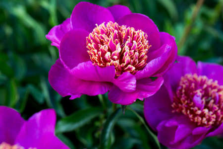 Beautiful flowers, peonies, peony pink beautiful petalsの写真素材