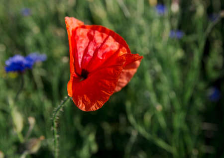 Red poppy flowers in the field. Blooming field with poppies and cornflowers.の写真素材