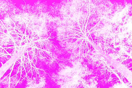 Pink beautiful abstract background trees. Artistic stylized texture bannerの写真素材