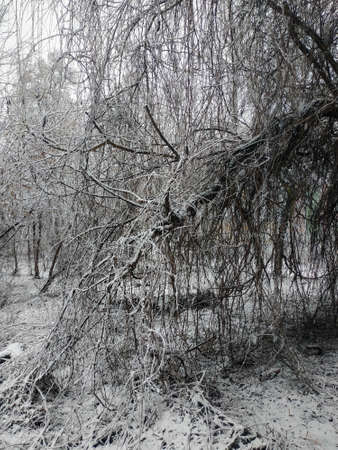 Snowy forest in winter. Branches of trees in the snow.の写真素材