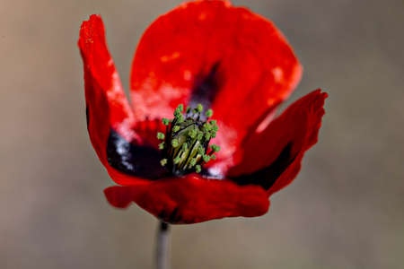 Single bright red poppy, wild poppy flower, close-up macroの写真素材