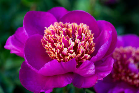 Peonies pink beautiful petals flowers, blooming pink peonies. close-up.の写真素材