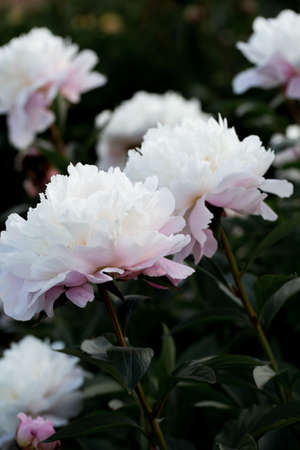 Peonies pink beautiful petals flowers, blooming pink peonies. close-up.の写真素材
