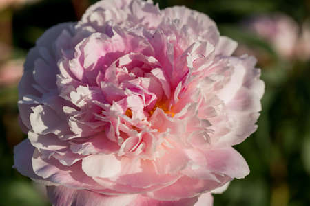 Peonies pink beautiful petals flowers, blooming pink peonies. close-up.の写真素材