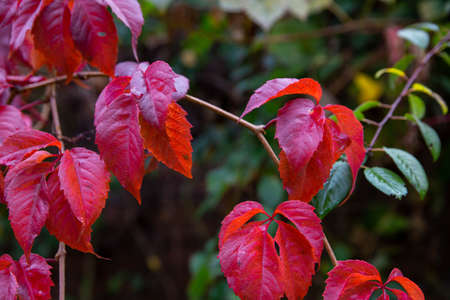 autumn leaf in hands. hand holds maple yellow leaf.の写真素材