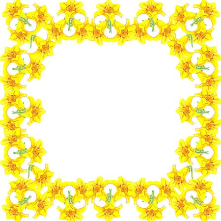 beauty in nature watercolor on a white background contour frame lily yellow bright inflorescence flowerの写真素材