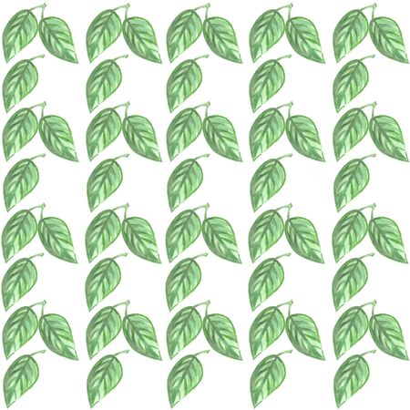 seamless pattern green leaves watercolor on white background freshness illustration wallpaperの写真素材