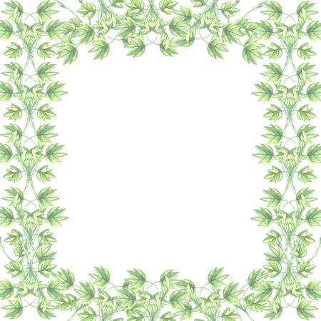 illustration watercolor on a white background liana branch green leaves frame square
の写真素材